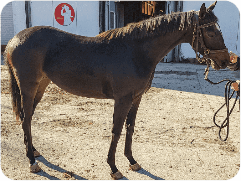 ElSur Racing Creek Starlet