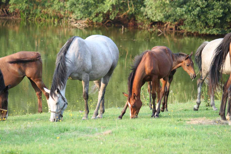 Stuten-auf-der-Weide Stuten-auf-der-Weide