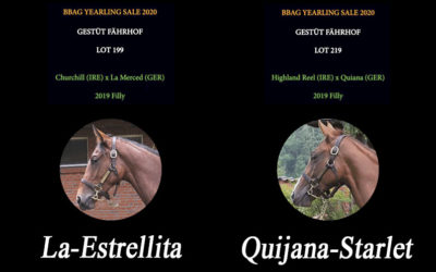 BBAG YEARLING SALE 2020