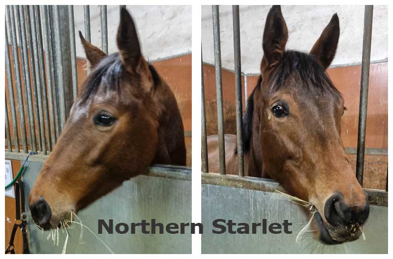 Northern Starlet joins the team!