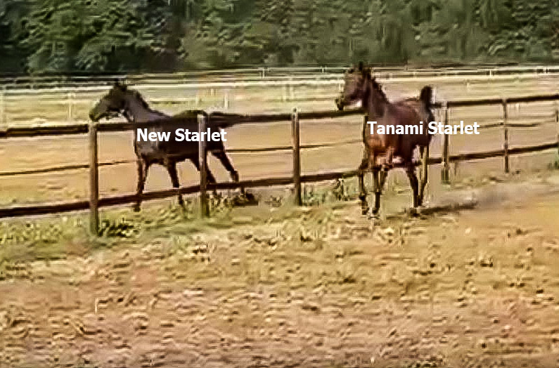 El Sur New-Starlet-und-Tanami-Starlet-Ausspannen