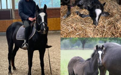 Guapa lernt das 1×1 für Polo-Ponys