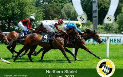 Northern Starlet gagne sous Gavin Ashton