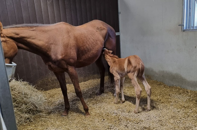Our second foal has arrived!