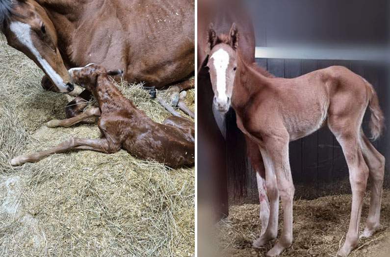 El Sur Stud 2nd filly