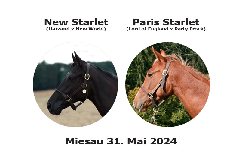 Miesau-New-und-Paris-Starlet