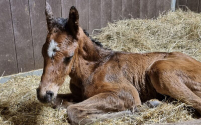 Joy about foal #6