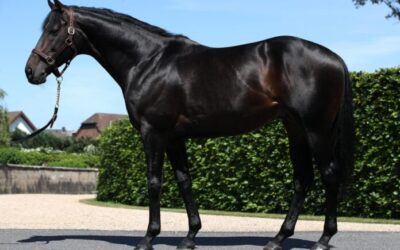 World star as stallion now at El Sur