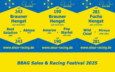 BBAG SALES & RACING FESTIVAL 2025