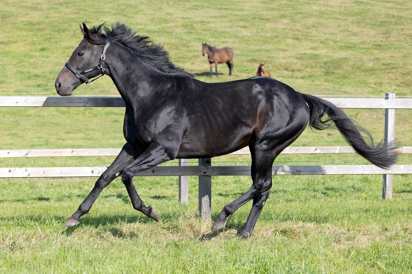 Weltstar im Galopp Une star mondiale au galop
