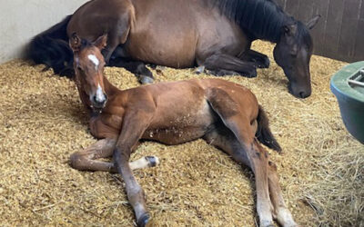 „Sommerhitze? Für unsere Fohlen heißt das: Siesta mit Mama.“
