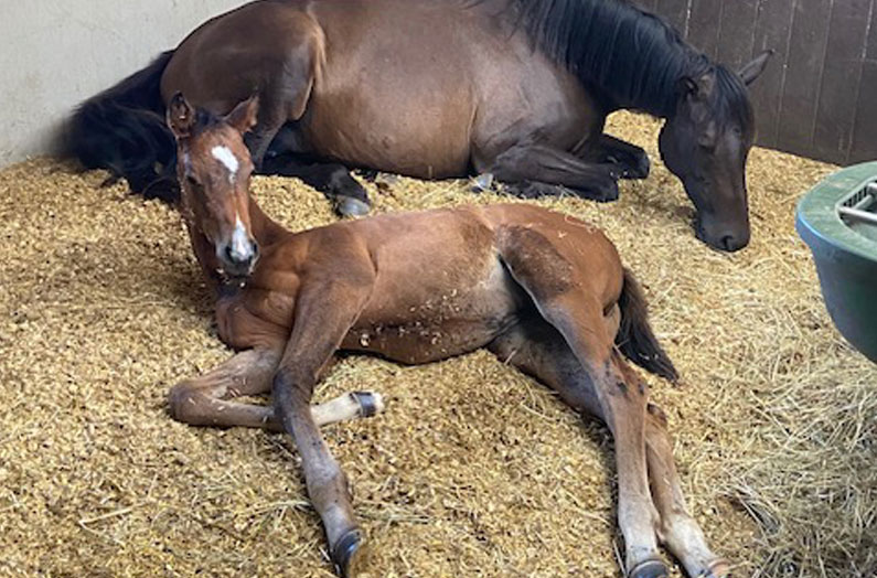 „Sommerhitze?  Für unsere Fohlen heißt das: Siesta mit Mama.“