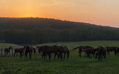 Sommerzeit auf dem Gestüt El Sur Racing