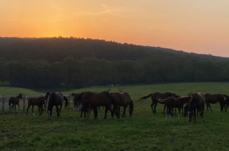 Sommerzeit auf dem Gestüt El Sur Racing
