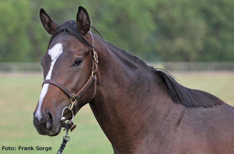 Lot 116 – Best Solution x Queen of Starlets Lot 116 – Best Solution x Queen of Starlets