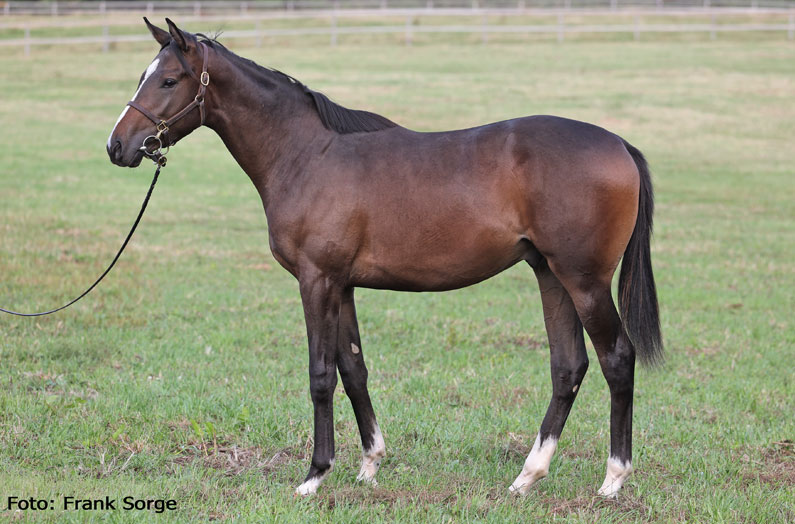 Lot 116 – Best Solution x Queen of Starlets Lot 116 – Best Solution x Queen of Starlets