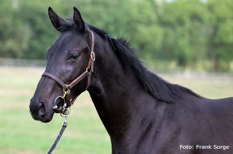Lot 3 – Guiliani x Flashing Starlet Lot 3 – Guiliani x Flashing Starlet