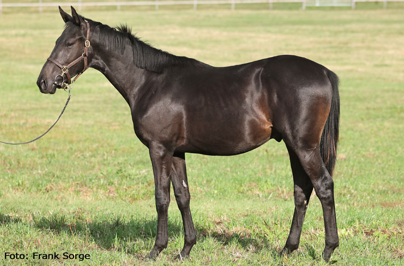 Lot 3 – Guiliani x Flashing Starlet