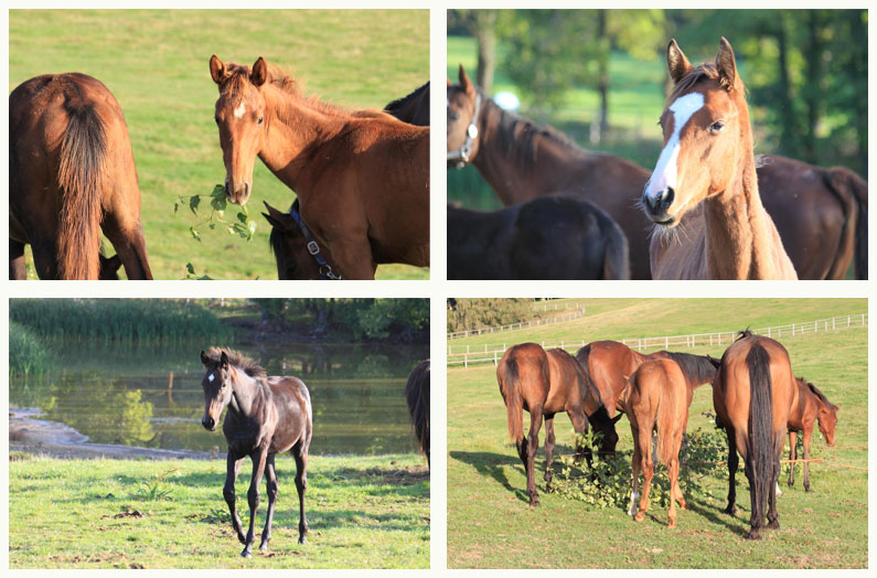El Sur Racing Gestüt Collage