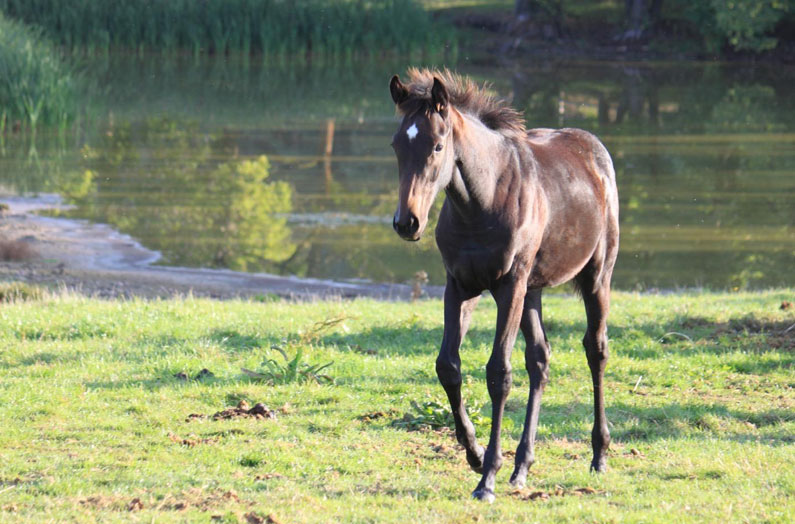 El-Sur-Racing-junges-Pferd